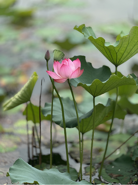 1724985396390380.png 3.png