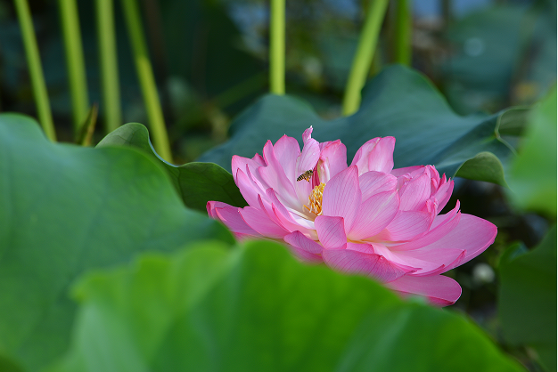 1724987728794744.png 荷葉羅裙.png